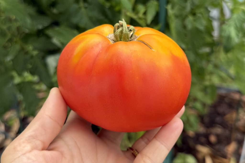 Bright red, ripe tomato held in hand in a garden setting.